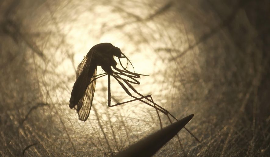 File - In this Aug. 26, 2019, file photo, Salt Lake City Mosquito Abatement District biologist Nadja Reissen examines a mosquito in Salt Lake City. The potentially fatal West Nile Virus is popping up more around the U.S. Southwest following a rainier winter. There are a record number of cases in Maricopa County and nine deaths for the entire state of Arizona so far this year. (AP Photo/Rick Bowmer, File)