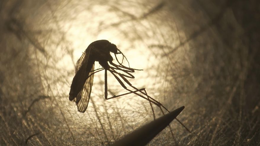 File - In this Aug. 26, 2019, file photo, Salt Lake City Mosquito Abatement District biologist Nadja Reissen examines a mosquito in Salt Lake City. The potentially fatal West Nile Virus is popping up more around the U.S. Southwest following a rainier winter. There are a record number of cases in Maricopa County and nine deaths for the entire state of Arizona so far this year. (AP Photo/Rick Bowmer, File)