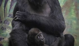 This undated photo provided by the Columbus Zoo and Aquarium shows two year old Zahra and her surrogate Toni in Columbus, Ohio. Two more western lowland gorillas from the Milwaukee County Zoo will soon join the Columbus Zoo and Aquarium’s blended gorilla family. Sulaiman, a 4 ½-year-old male nicknamed “Sully,” is the half-sibling of nearly 2-year-old Zahra. Zahra transferred to the Columbus Zoo last year shortly after her parents died from gastrointestinal infections likely caused by a water supply infected with E. coli bacteria. Sully and Zahra share a father. (Grahm S. Jones/ Columbus Zoo and Aquarium via AP)