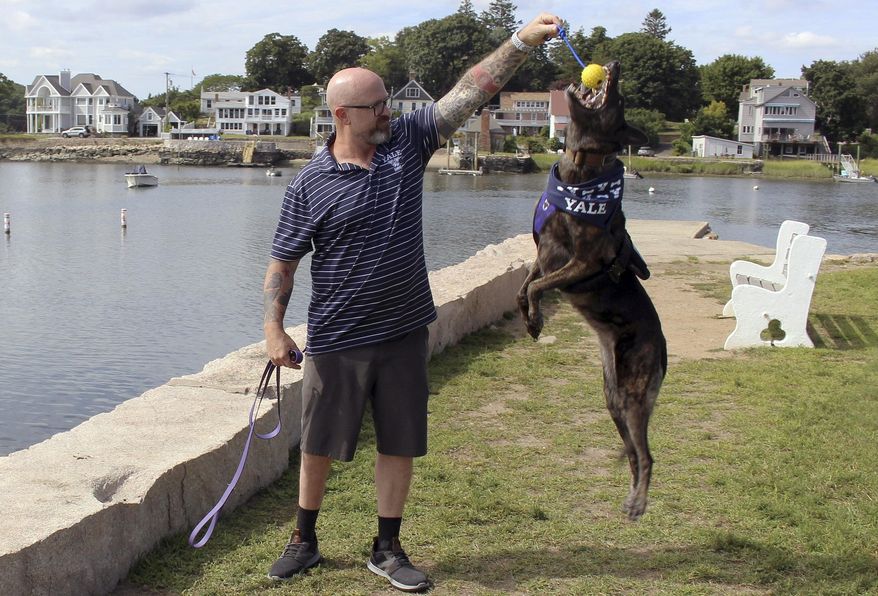 In this Tuesday, Aug. 27, 2019 photo, former U.S. Navy SEAL James Hatch plays with his service dog, Mina, near his home in Branford, Conn. The 52-year-old, who was seriously injured during a mission to find U.S. Army Sgt. Bowe Bergdahl in Afghanistan, is starting his freshman year at Yale University under a program for nontraditional students who have had their educations interrupted. (AP Photo/Pat Eaton-Robb)