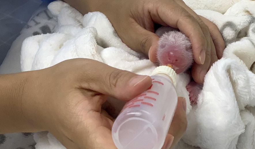 One of the new born Panda twins is feeded with milk from its mother Meng Meng at the zoo in Berlin, Germany, Wednesday, Sept. 4, 2019. Two little Panda bears were born in the zoo last weekend. (Zoo Berlin/dpa via AP)