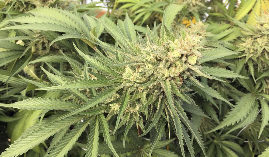 FILE - In this Sept. 30, 2016, file photo, a marijuana bud is seen before harvesting at a rural area near Corvallis, Ore. A federal judge in Oregon has ruled that a racketeering lawsuit brought by a vineyard against a neighboring marijuana operation can go forward despite attempts to have it dismissed, a ruling that could increase the odds for vineyards and other agricultural businesses that have so far pursued large cannabis farms in their backyards with limited success. (AP Photo/Andrew Selsky, File)