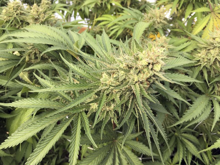 FILE - In this Sept. 30, 2016, file photo, a marijuana bud is seen before harvesting at a rural area near Corvallis, Ore. A federal judge in Oregon has ruled that a racketeering lawsuit brought by a vineyard against a neighboring marijuana operation can go forward despite attempts to have it dismissed, a ruling that could increase the odds for vineyards and other agricultural businesses that have so far pursued large cannabis farms in their backyards with limited success. (AP Photo/Andrew Selsky, File)