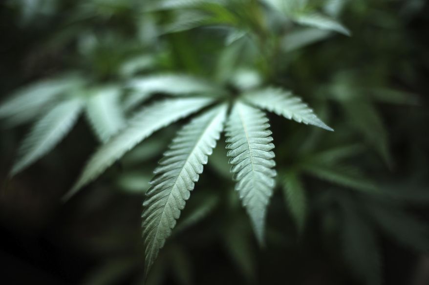 In this Aug. 15, 2019, photo, marijuana grows at an indoor cannabis farm in Gardena, Calif. (Associated Press) **FILE**
