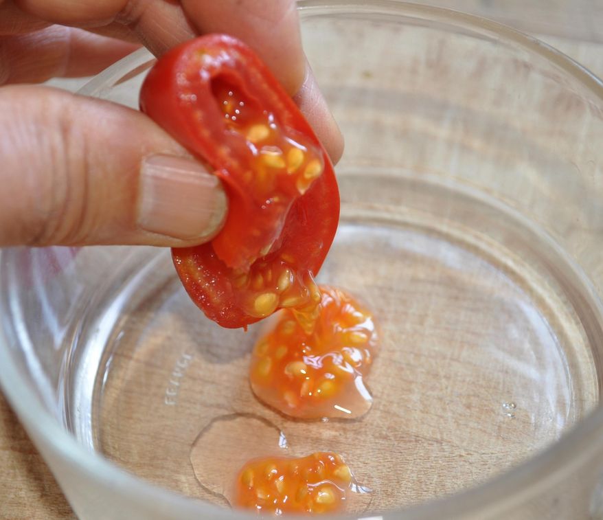 This undated photo shows tomato seeds being saved for the following year in New Paltz, N.Y. Find a great-tasting tomato, squeeze out the seeds, and you're on the way to growing lots of great-tasting tomatoes next summer. (Lee Reich via AP)