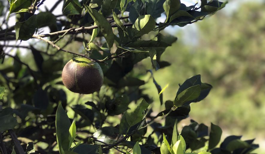 FILE - In this Sept. 13, 2017 file photo, an orange sits on a tree affected by Hurricane Irma, in Lake Wales, Fla. Southern Gardens Citrus, one of only a handful of orange juice-processing plants left in Florida stopped processing fruit on Tuesday, Sept. 10, 2019, in yet another sign of the havoc that diseases and Hurricane Irma have had on the fortunes of growers of the state’s signature crop. The company on Tuesday said it has stopped processing fruit at its plant in southwest Florida. (AP Photo/Tamara Lush, File)