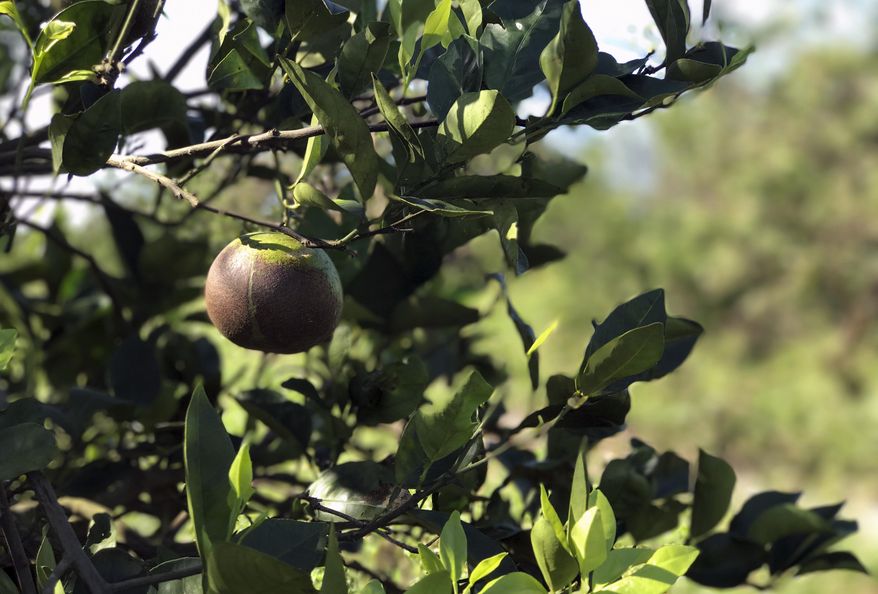 FILE - In this Sept. 13, 2017 file photo, an orange sits on a tree affected by Hurricane Irma, in Lake Wales, Fla. Southern Gardens Citrus, one of only a handful of orange juice-processing plants left in Florida stopped processing fruit on Tuesday, Sept. 10, 2019, in yet another sign of the havoc that diseases and Hurricane Irma have had on the fortunes of growers of the state’s signature crop. The company on Tuesday said it has stopped processing fruit at its plant in southwest Florida. (AP Photo/Tamara Lush, File)