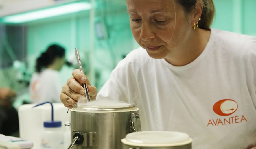 FILE - In this Sunday, Aug. 25, 2019 file photo, a researcher works at the Avantea laboratory inseminating eggs from the last two remaining female of northern white rhinos with frozen sperm from two rhino bulls of the same species, in Cremona, Italy. An international consortium of scientists and conservationists says they have succeeded in creating two embryos of the near-extinct northern white rhino, a milestone in assisted reproduction that may be a pivotal turning point in the fate of the species. The embryos were created in-vitro, using eggs collected from the two remaining females and frozen sperm from dead males, they said at a news conference in the Italian northern city of Cremona on Wednesday, Sept. 11, 2019. (AP Photo/Antonio Calanni, File )