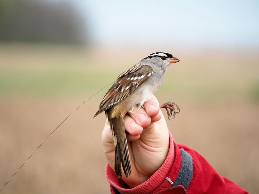 In this May 12, 2017, photo by Margaret Eng, a white-crowned sparrow in southern Ontario stands affixed with a lightweight digitally coded radio transmitter. The birds were part of a study that found they are vulnerable to population loss due to a kind of pesticide. (Margaret Eng/ Saskatchewan Toxicology Centre via AP)