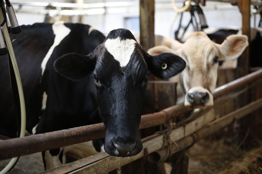 In this Thursday Aug. 15, 2019 photo, dairy cows stand in the milking chamber at Stoneridge Farm in Arundel, Maine. (AP Photo/Robert F. Bukaty)