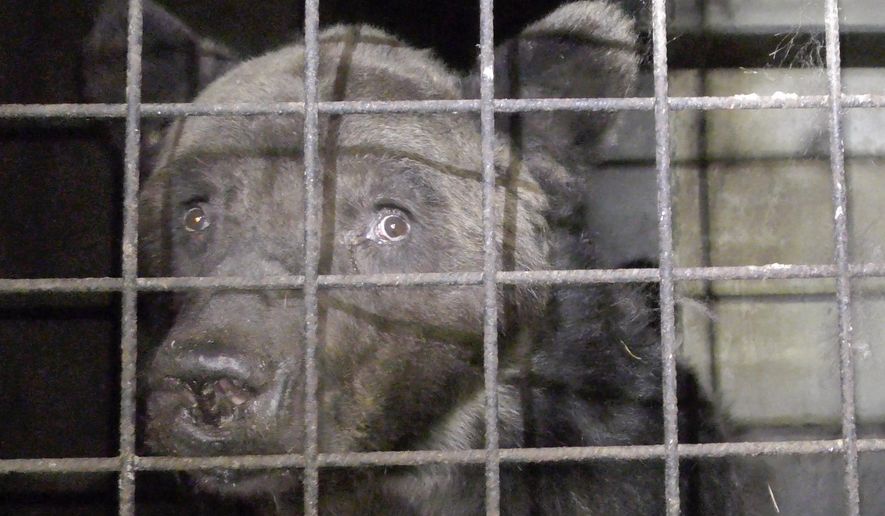 This photo provided Friday Sept.13, 2019 by animal protection group One Voice shows bear Mischa in its cage in Chauvigny-du-Perche, France on Sept.3; 2019. French authorities issued a definitive ban on making a bear appearing in any public show following sanitary controls showing the animal suffers from diseases and bad conditions of captivity. Animal protection groups recently called for attention to the situation of the bear, named Mischa, which was taking part in shows across France. (One Voice via AP)