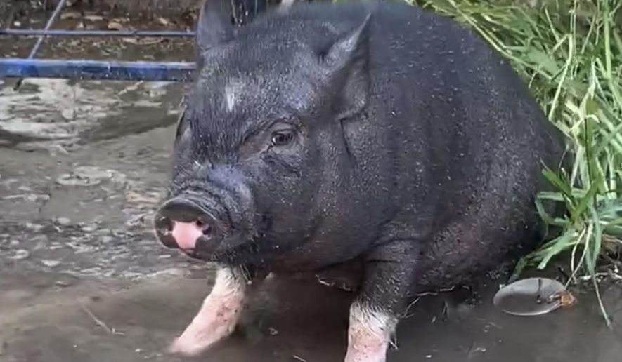 This photo provided by Mcgregor Wallace shows Leroy a Vietnamese pot-bellied pig . For the fourth time, Leroy, wandered over to Brennan Elementary School in Columbia, S.C., leading officials to slap owner Mcgregor Wallace with citations for owning a pig within city limits and having a fugitive pet. Wallace is scheduled for a court appearance in October. (Mcgregor Wallace via AP)