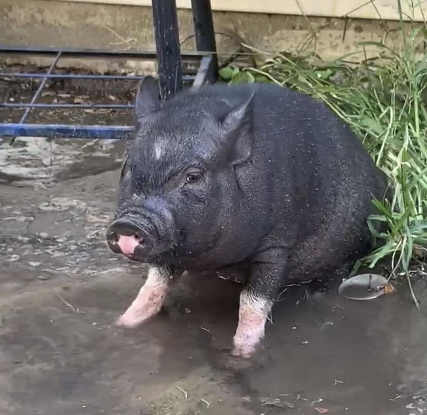 This photo provided by Mcgregor Wallace shows Leroy a Vietnamese pot-bellied pig . For the fourth time, Leroy, wandered over to Brennan Elementary School in Columbia, S.C., leading officials to slap owner Mcgregor Wallace with citations for owning a pig within city limits and having a fugitive pet. Wallace is scheduled for a court appearance in October. (Mcgregor Wallace via AP)
