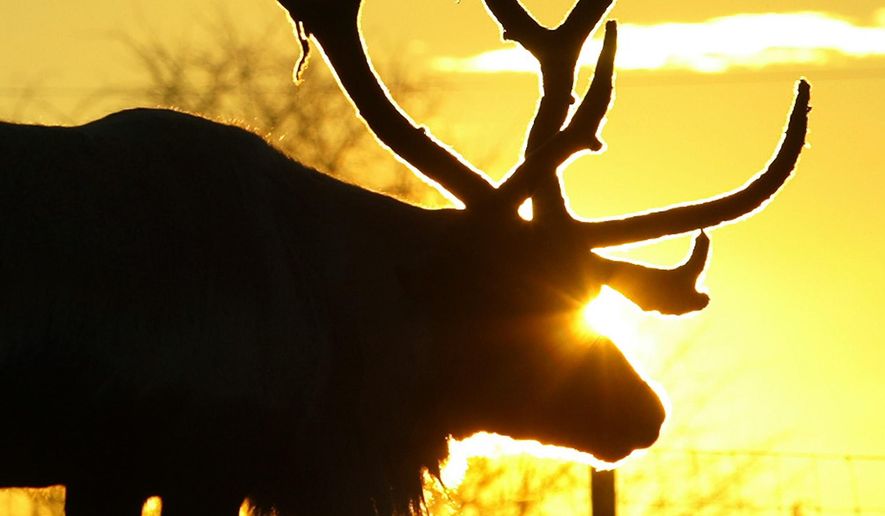 FILE - This Oct. 7, 2005 file photo shows Rip, a 2-year old reindeer, basking in the morning sunshine on a chilly Friday morning at the Agricultural and Forestry Experiment Station at the University of Alaska, Fairbanks in Fairbanks, Alaska. All but two of the University of Alaska Fairbanks Experiment Farm reindeer herd have moved to Delta amid budget cuts and program changes. Thirty-five of the reindeer were moved to a bison farm near Delta Junction two weeks ago. (Eric Engman/Fairbanks Daily News-Miner file photo via AP, File)