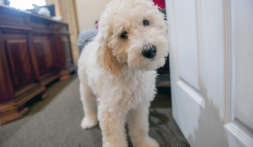 In this Monday, Sept. 9, 2019 photo, therapy dog Tilly, a goldendoodle puppy, is the newest addition at Cone Funeral Home in Bowling Green, Ky. Tilly has joined the funeral home as a "comfort dog," a new concept that is just catching on locally. "We're the only one in this area that has a comfort dog," business owner Kenneth Cone said. "There are a few others in the state." (Bac Totrong/Daily News via AP)