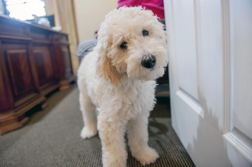 In this Monday, Sept. 9, 2019 photo, therapy dog Tilly, a goldendoodle puppy, is the newest addition at Cone Funeral Home in Bowling Green, Ky. Tilly has joined the funeral home as a "comfort dog," a new concept that is just catching on locally. "We're the only one in this area that has a comfort dog," business owner Kenneth Cone said. "There are a few others in the state." (Bac Totrong/Daily News via AP)