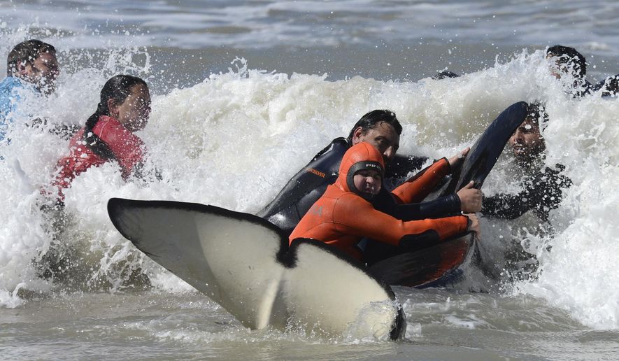Rescuers and volunteers work to successfully return a killer whale to the sea near Mar Chiquita, Argentina, Monday, Sept. 16, 2019. Seven killer whales were stranded on the coast before rescuers and volunteers returned six of them to sea, but one died in the process. (AP Photo/Marina Devo)