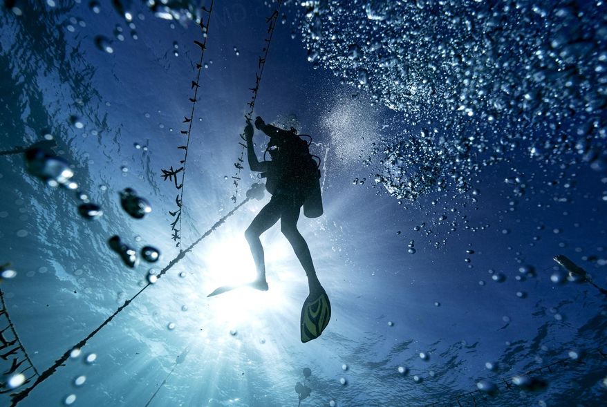Diver Lenford DaCosta cleans up lines of staghorn coral at an underwater coral nursery inside the Oracabessa Fish Sanctuary on Tuesday, Feb. 12, 2019, in Oracabessa, Jamaica. In Jamaica, more than a dozen grassroots-run coral nurseries and fish sanctuaries have sprung up in the past decade, supported by small grants from foundations, local businesses such as hotels and scuba clinics, and the Jamaican government. (AP Photo/David J. Phillip)