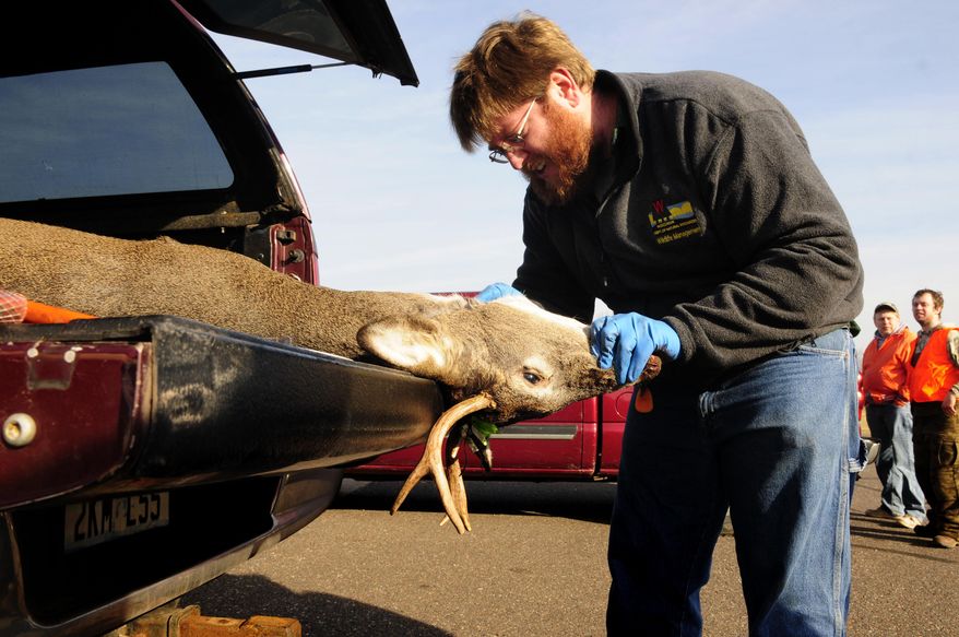 File-This Nov. 17, 2012, file photo shows Mark Rasmussen, a biologist with the Wisconsin Department of Natural Resources, removing the lymph nodes in a deer's neck in order to test them for chronic wasting disease at a checkpoint in Shell Lake, Wis. (Scott Takushi/Pioneer Press via AP, File)