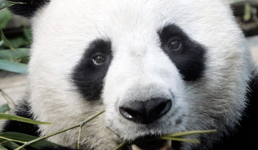 File- In this April 4, 2007. file photo, a male panda named Chuang Chuang chews bamboo leaves inside its cage at the Chiang Mai zoo in Chiang Mai province, northern Thailand. Officials said Chuang Chuang collapsed Monday, Sept. 16, 2019, in his enclosure at the Chiang Mai Zoo shortly after standing up following a meal of bamboo leaves. (AP Photo/Apichart Weerawong, File)
