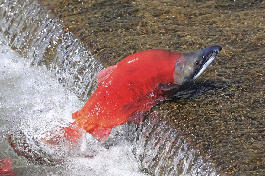 A Kokanee Salmon swims up stream during the spawning period Wednesday, Sept. 18, 2019, along the Strawberry River, about 20 miles southeast of Heber City, Utah. The salmon run goes from the end of August till October. (AP Photo/Rick Bowmer)