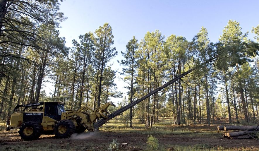 In this Aug. 25, 2009, file photo, logging equipment cuts down a tree near Reserve, N.M. (AP Photo/Chris Carlson, File) **FILE**