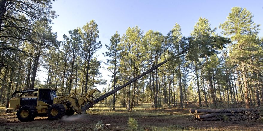 In this Aug. 25, 2009, file photo, logging equipment cuts down a tree near Reserve, N.M. (AP Photo/Chris Carlson, File) **FILE**