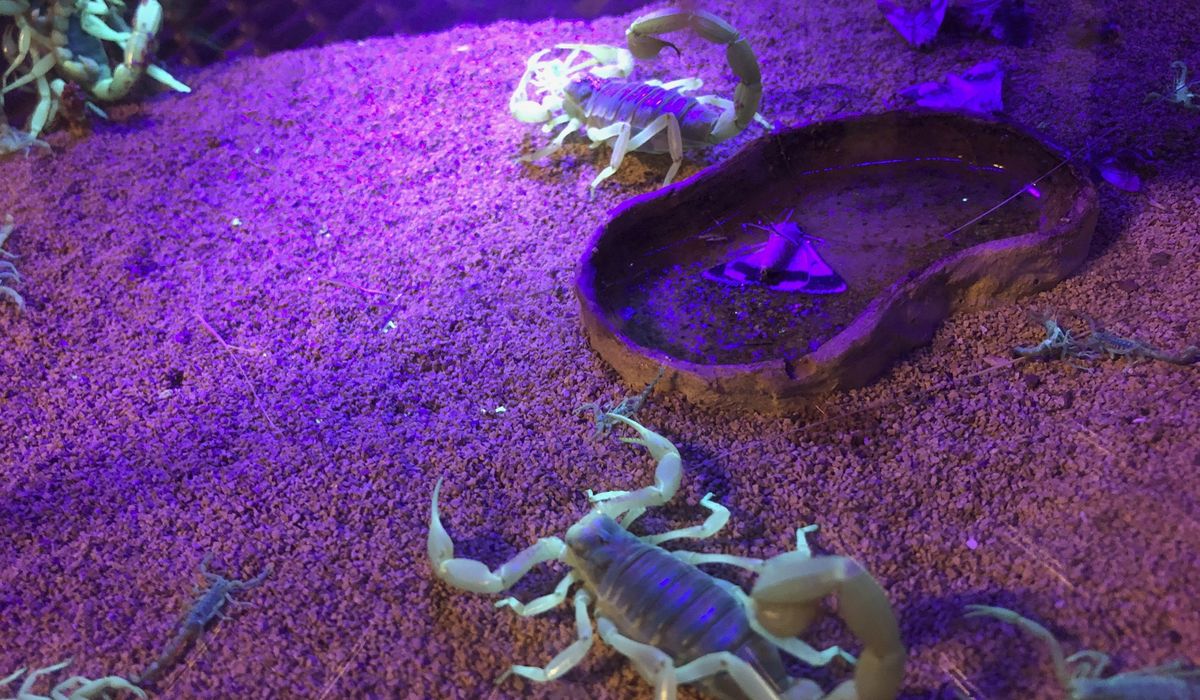 NextImg:Woman arriving from Mexico stung by scorpion at Boston airport’s baggage claim