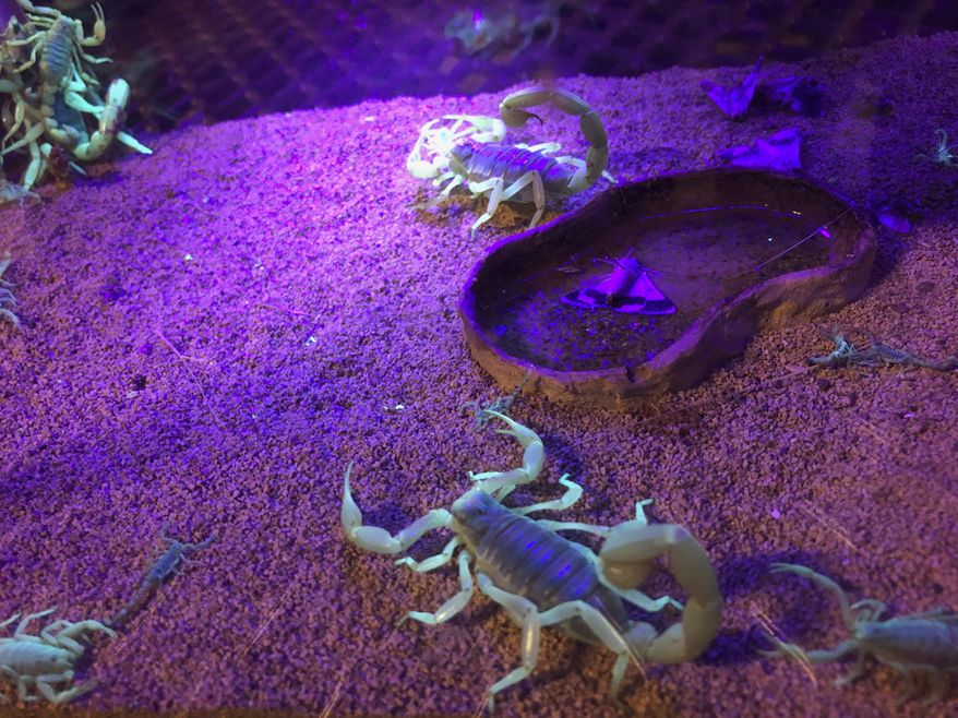 In this Aug. 18, 2019, photo, scorpions wander in a tank after being captured in Lost Dutchman State Park, Ariz. (AP Photo/Peter Prengaman) **FILE**