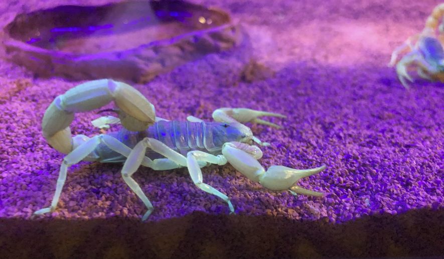 In this Aug. 18, 2019 photo, a scorpion appears in a tank after being captured in Lost Dutchman State Park, Ariz. Feared, admired and loathed, scorpions have roamed the earth for 450 million years. An interesting way to learn about the critters, which glow under black lights, is to go on scorpion hunts in Southwest states like Arizona and New Mexico. Wear closed-toed shoes and pants, bring black lights and prepare to be awed. (AP Photo/Peter Prengaman)