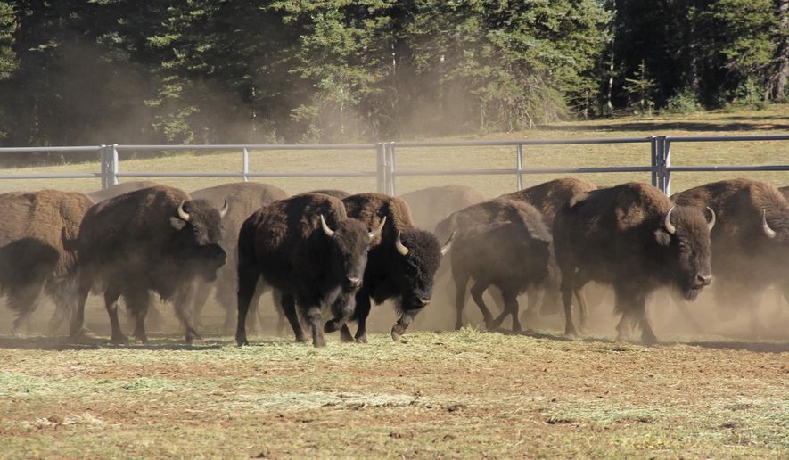 In this Sept. 13, 2019, photo, provided by the National Park Service, bison enter a corral on the North Rim of Grand Canyon National Park, Ariz. Over 30 bison roaming Grand Canyon National Park&#x27;s northern reaches are joining a herd in Oklahoma. Hundreds of the massive animals have made their home at the Grand Canyon in recent years, but park officials say they&#x27;re spoiling water sources and harming the landscape. (Bryan Maul/National Park Service via AP)