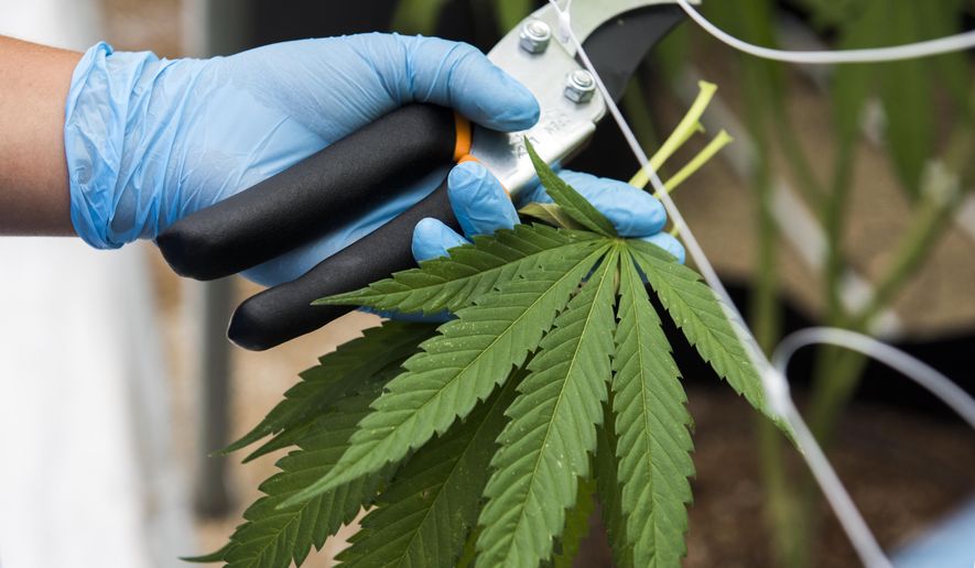 In this Jan. 30, 2019 photo, a worker shows freshly cliiped marijuana leaves at Fotmer, in Nueva Helvecia, Uruguay. Uruguayan based company Fotmer confirms the recent shipment of approximately 10 tons of medicinal marijuana to Australia. This large export of the product by the US-Uruguayan joint venture company is part of a flourishing medicinal marijuana industry that many hope will become a moneymaker for the South American country. (AP Photo/Matilde Campodonico)