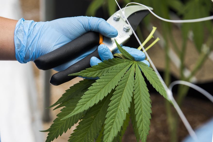 In this Jan. 30, 2019 photo, a worker shows freshly cliiped marijuana leaves at Fotmer, in Nueva Helvecia, Uruguay. Uruguayan based company Fotmer confirms the recent shipment of approximately 10 tons of medicinal marijuana to Australia. This large export of the product by the US-Uruguayan joint venture company is part of a flourishing medicinal marijuana industry that many hope will become a moneymaker for the South American country. (AP Photo/Matilde Campodonico)