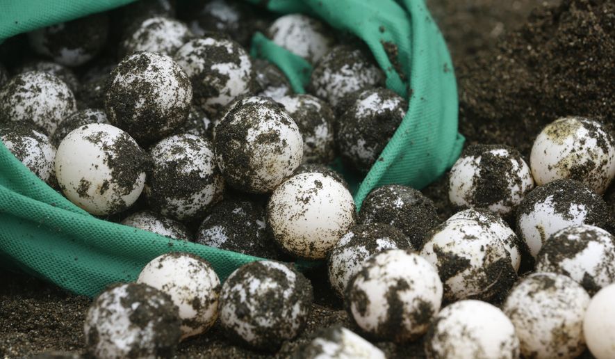 CORRECTS SPECIES OF TURTLES - In this Sept. 21, 2019 photo, olive ridley sea turtle eggs overflow from a bag, on to a sandy beach in Jaque, Panama. A small group of residents from Jaque, a town on the border with Colombia, recover the eggs laid by the turtles at night and take them to the hatchery right next to the local police station for protection against poachers. (AP Photo/Arnulfo Franco)