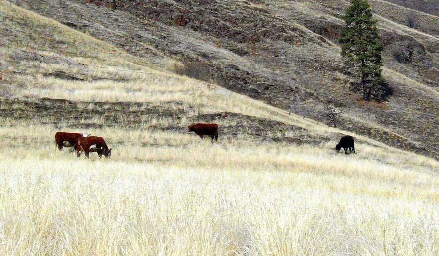 FILE - In this March 11, 2005, file photo, cattle graze in the lower Imnaha Canyon in northeastern Oregon, several miles from the Idaho border. Western Watersheds Project, an environmental group, says the U.S. government is running a secret cattle grazing program in six western states and won't release details, according to a lawsuit filed Tuesday, Sept. 24, 2019. in U.S. District Court. The group says the program puts private ranchers in charge of grazing on public lands without regard for wildlife such as sage grouse and endangered salmon. (AP Photo/Jeff Barnard, File)