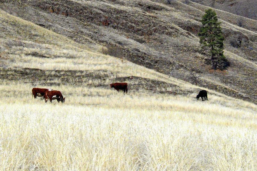 FILE - In this March 11, 2005, file photo, cattle graze in the lower Imnaha Canyon in northeastern Oregon, several miles from the Idaho border. Western Watersheds Project, an environmental group, says the U.S. government is running a secret cattle grazing program in six western states and won't release details, according to a lawsuit filed Tuesday, Sept. 24, 2019. in U.S. District Court. The group says the program puts private ranchers in charge of grazing on public lands without regard for wildlife such as sage grouse and endangered salmon. (AP Photo/Jeff Barnard, File)