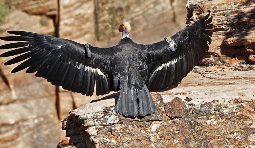 FILE - In this May 13, 2019 file photo provided by the National Park Service is a female condor in Zion National Park, Utah. Seventeen states sued the Trump administration Wednesday, Sept. 25, 2019, to block rules weakening the Endangered Species Act, saying the changes would make it tougher to protect wildlife even in the midst of a global extinction crisis.(National Park Service via AP, File)