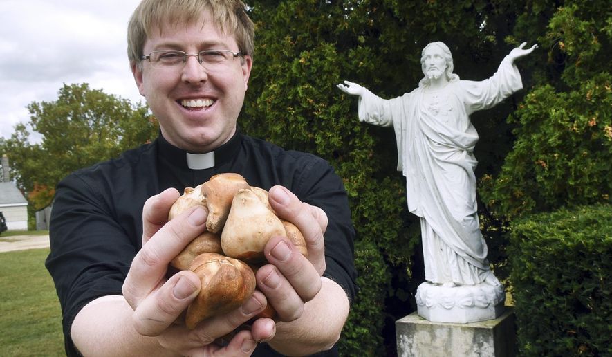 In this Tuesday, Sept. 24, 2019 photo, The Rev. Andrew K. Nelson, pastor of Saint Ignatius of Loyola Parish in Somersworth, N.H., and Saint Mary Parish in Rollinsford, N.H., holds tulip bulbs which will be planted Saturday at the church on High Street in Somersworth. Members of the local Jewish community and the family of the late Wilhelmina Wiegman will participate in planting a tulip garden in honor of her efforts to save Jews and others during World War II. (Deb Cram/Foster's Daily Democrat via AP)