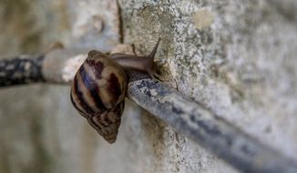 In this Aug. 28, 2019 photo, a giant African snail makes its away along a tube inside a building in Havana, Cuba. With their shiny, brilliantly striped shells and bodies up to 8 inches (20 centimeters) long, the snails have become public enemy No. 1 for epidemiologists on the island as many frightened citizens grow to fear their ability to transmit diseases and harm crops. (AP Photo/Ismael Francisco)