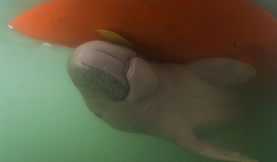 FILE -In this Thursday, May 23, 2019, a baby dugong named Marium swims near the hull of a boat off Libong island, Trang province, southern Thailand. A top marine biologist is urging Thailand’s government to speed up conservation plans for the dugong, an endangered sea mammal, after their death toll for the year has already climbed to a record 21. (Sirachai Arunrugstichai via AP, File)