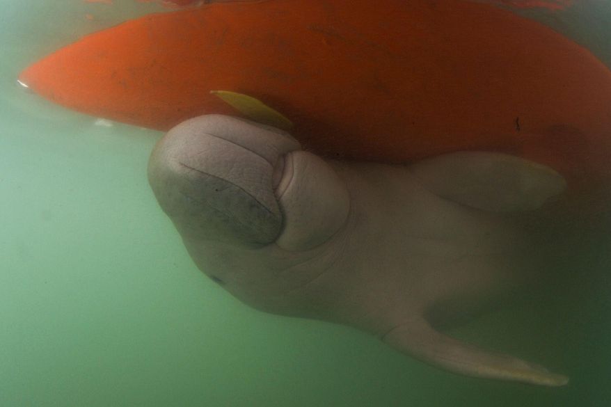 FILE -In this Thursday, May 23, 2019, a baby dugong named Marium swims near the hull of a boat off Libong island, Trang province, southern Thailand. A top marine biologist is urging Thailand’s government to speed up conservation plans for the dugong, an endangered sea mammal, after their death toll for the year has already climbed to a record 21. (Sirachai Arunrugstichai via AP, File)