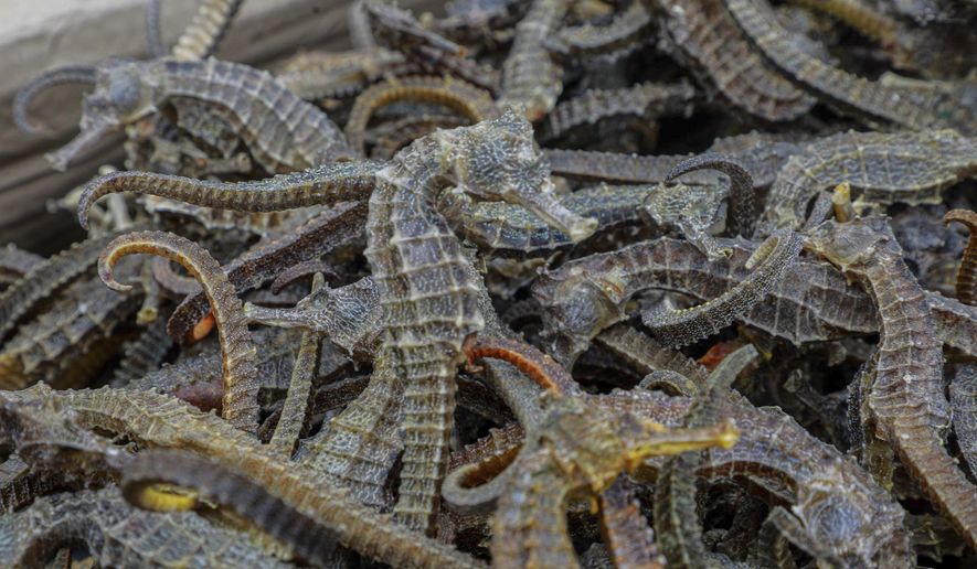 In this Sept. 30, 2019 photo provided by the Peruvian Production Ministry, dried seahorses that were seized by authorities are displayed in Callao, Peru. Authorities said that in an unprecedented operation, they detained a ship carrying 12.3 million dried seahorses with a $6 million export value. (Peruvian Production Ministry via AP)
