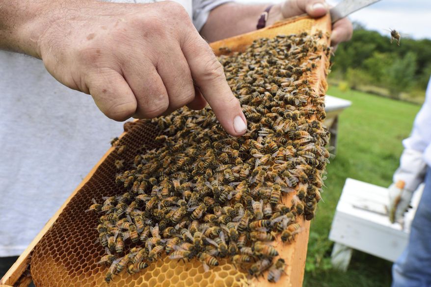 A keeper with the Omaha Bee Club holds a portion of a hive Saturday, Sept 21, 2019, in Omaha, Neb. The official Nebraska state insect is feeling the sting of agricultural chemicals, unfavorable weather, flooding and mites, according to beekeepers big and small.(Joe Dejka/The World-Herald via AP)