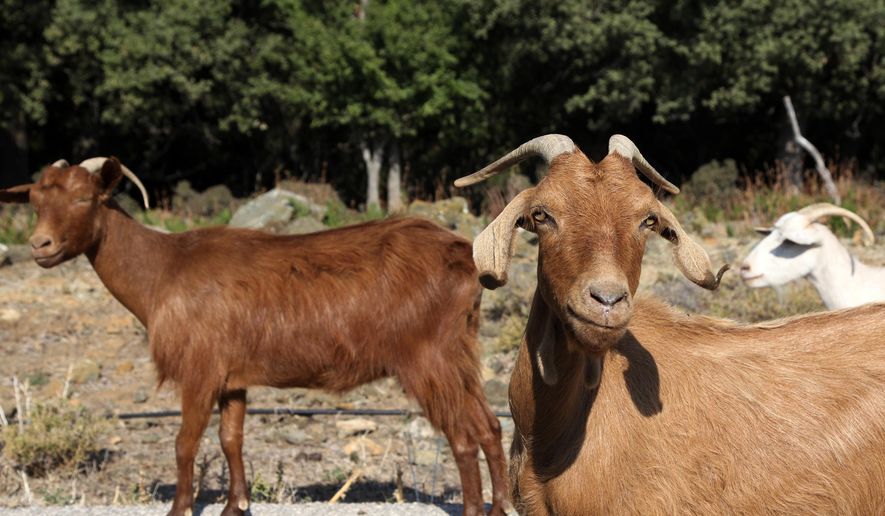 In this Sept. 8, 2019, photo, goats walk by a car on a road near Kato Meria village, on Samothraki island, northeastern Greece. Goat herding is a way of life on Samothraki, a hard-to-reach Greek island in the northern Aegean Sea, but experts and locals are working together to control the animal population that has left its mountains barren and islanders under the threat of mudslides. (AP Photo/Iliana Mier)
