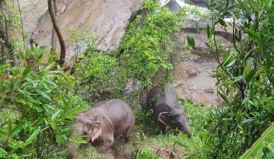 In this Oct. 5, 2019, photo released by the Department of National Parks, two elephants are seen stuck on the edge of the Haew Narok Waterfall in Khao Yai National Park, Nakhon Nayok, central Thailand. A herd of wild elephants was swept away by raging waters in Thailand's national park, drowning six, while rangers helped steer two animals out of a deep ravine. (Department of National Parks via AP)