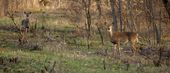 107_2019_deer28201.jpg