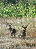 107_2019_deer8201.jpg