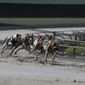 FILE - In this Oct. 4, 2018, file photo, greyhound dogs sprint around a turn during a race at the Palm Beach Kennel Club, in West Palm Beach, Fla. Florida&#39;s greyhound racing industry is asking a federal judge to revoke an amendment voters approved last year banning dog racing in Florida, saying the process was unconstitutional. (AP Photo/Brynn Anderson, File) **FILE**