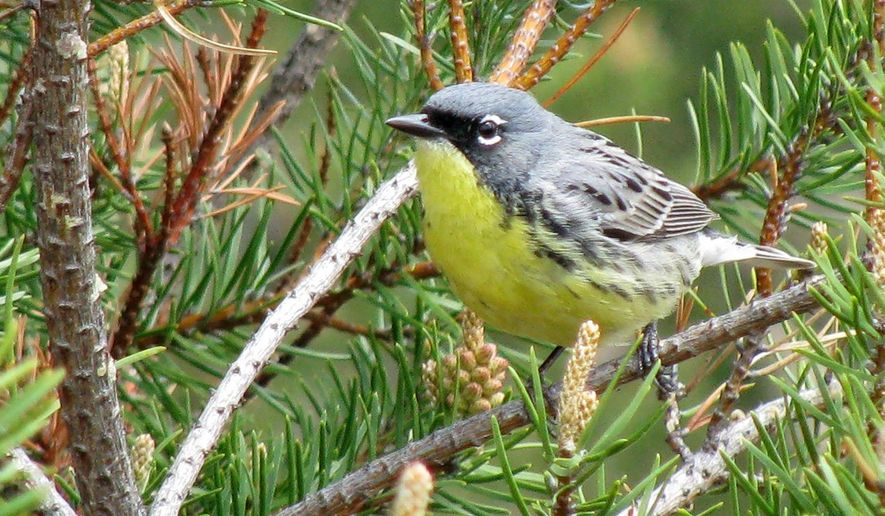 FILE - This May 19, 2008, file photo shows a Kirtland's warbler, an endangered songbird that lives in the jack pine forests of northern Michigan, near Mio, Mich. More than a half-century after declaring the Kirtland's warbler endangered, the federal government Tuesday, Oct. 8, 2019, said the small, yellow-bellied songbird had recovered and was being dropped from its list of protected species.(AP Photo/John Flesher File)