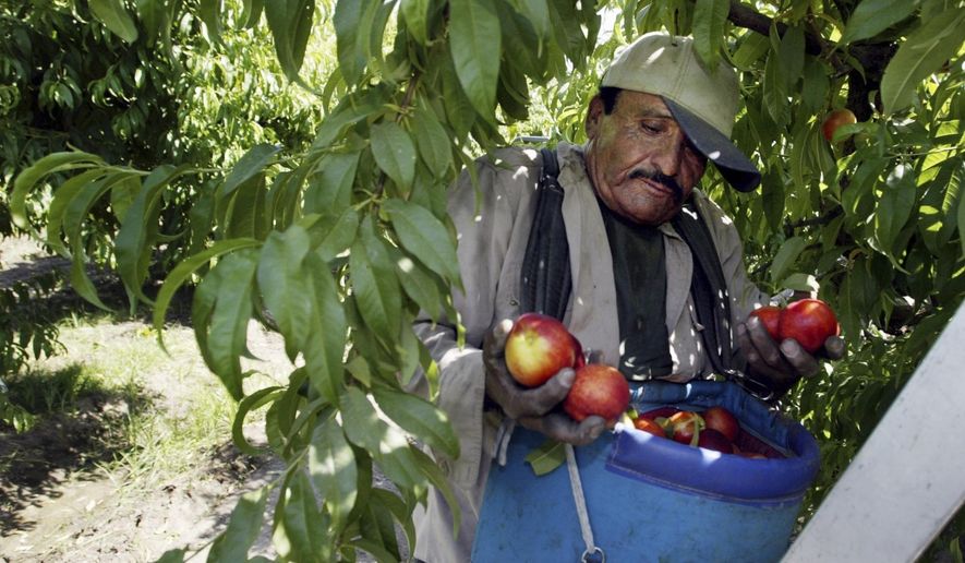 FILE - In this May 13, 2004, file photo, worker Roberto Rosiles picks fruit at a Sand Hills Farms orchard in Arvin, Calif. Rosiles was one of about 140 workers who were told by supervisors to flee the orchard after pesticide fumes from an adjacent field sickened 19 workers. The nation's most productive agricultural state moved Wednesday, Oct. 9, 2019, to ban chlorpyrifos a controversial pesticide widely used to control a range of insects but blamed for harming brain development in babies. (AP Photo/Damian Dovarganes, File)